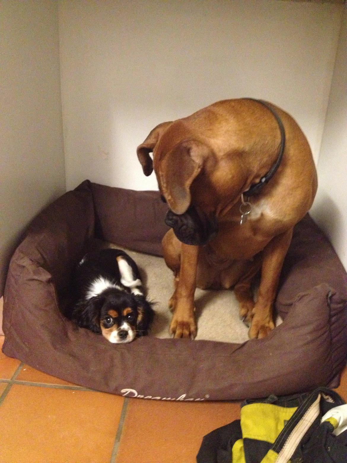 Cavalier king charles spaniel Enya (Diamantra´s Bianca Love) billede 5