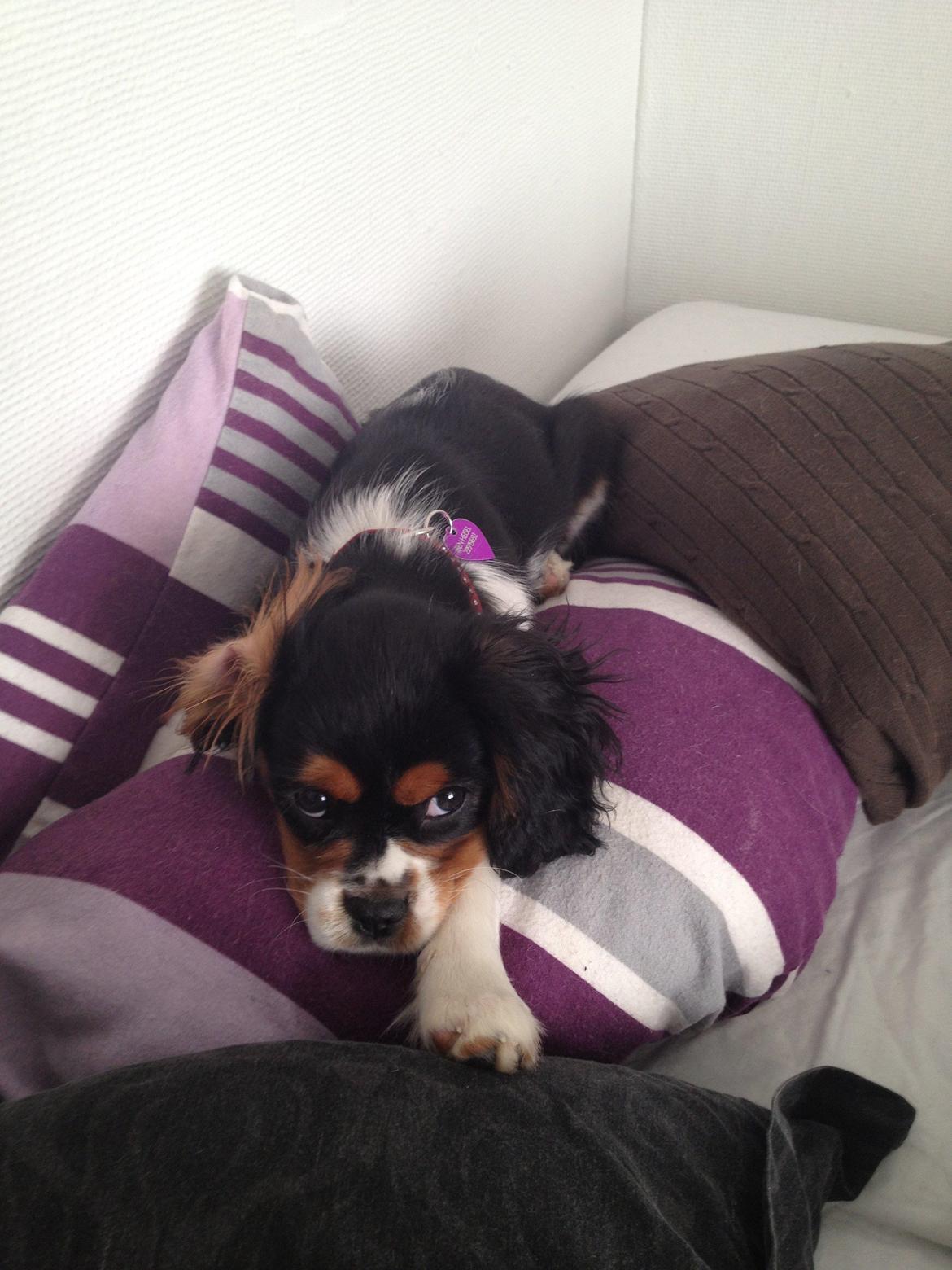 Cavalier king charles spaniel Enya (Diamantra´s Bianca Love) billede 3