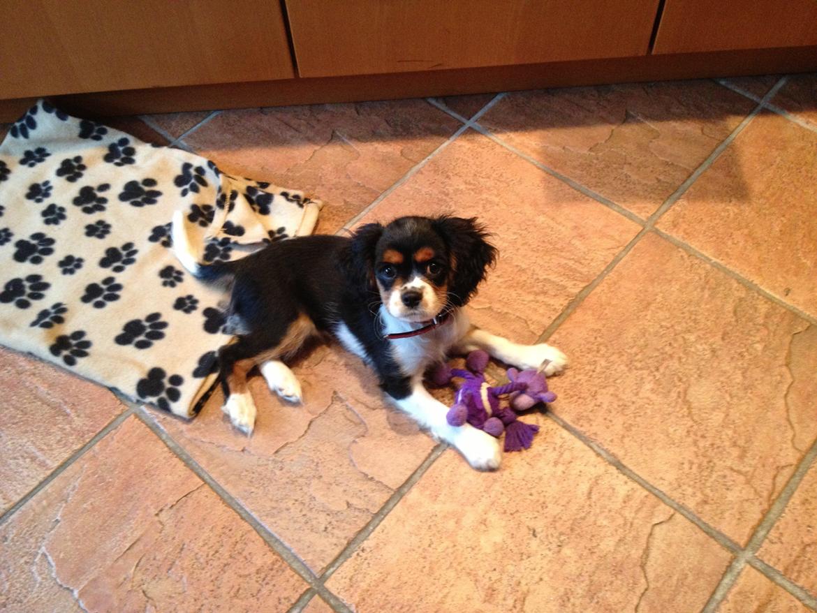 Cavalier king charles spaniel Enya (Diamantra´s Bianca Love) billede 7