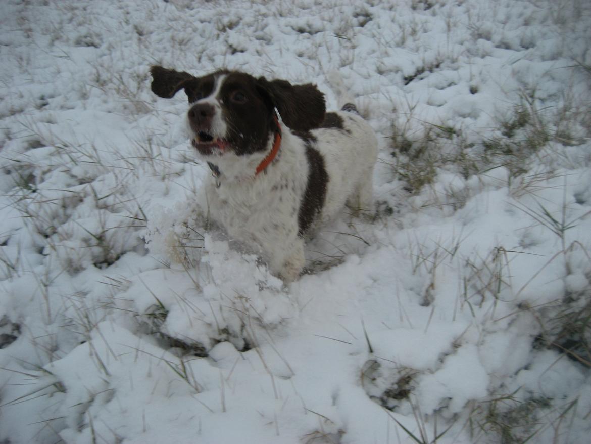Engelsk springer spaniel Oscar  31.01.1999 - 08.02.2013 - 2. december 2012 billede 20