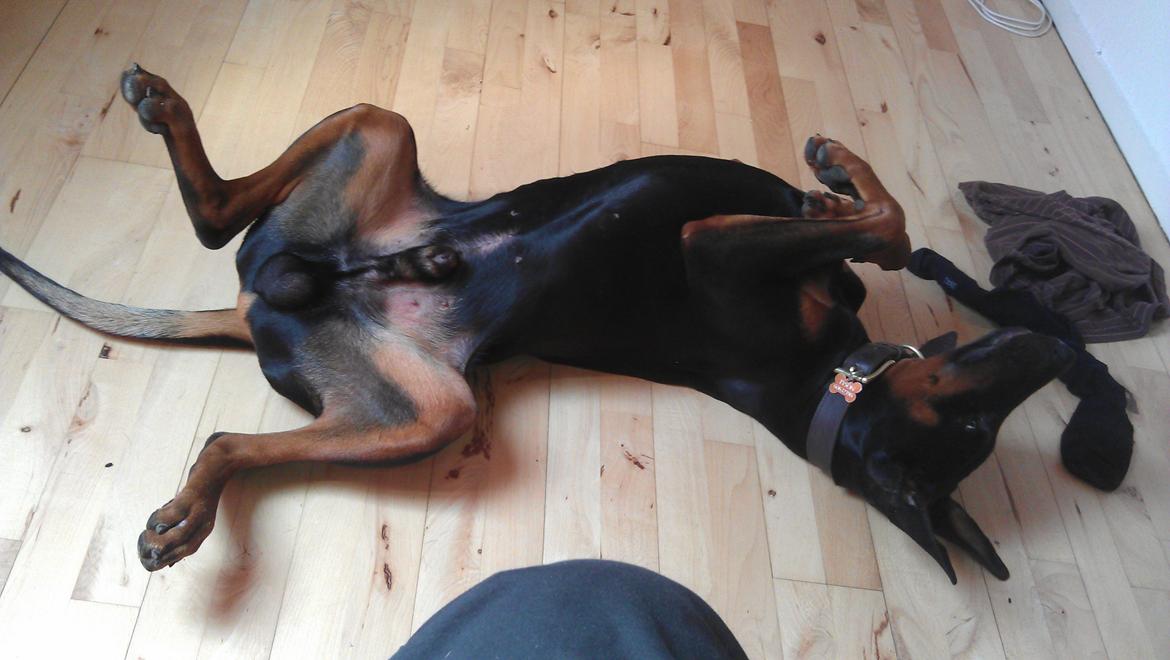 Dobermann Tyson billede 1