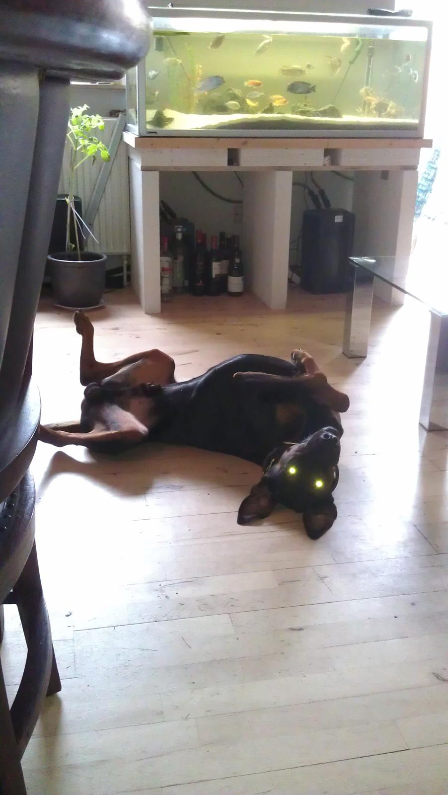 Dobermann Tyson billede 2