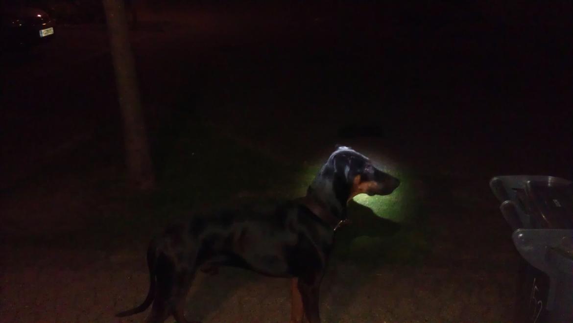 Dobermann Tyson billede 3