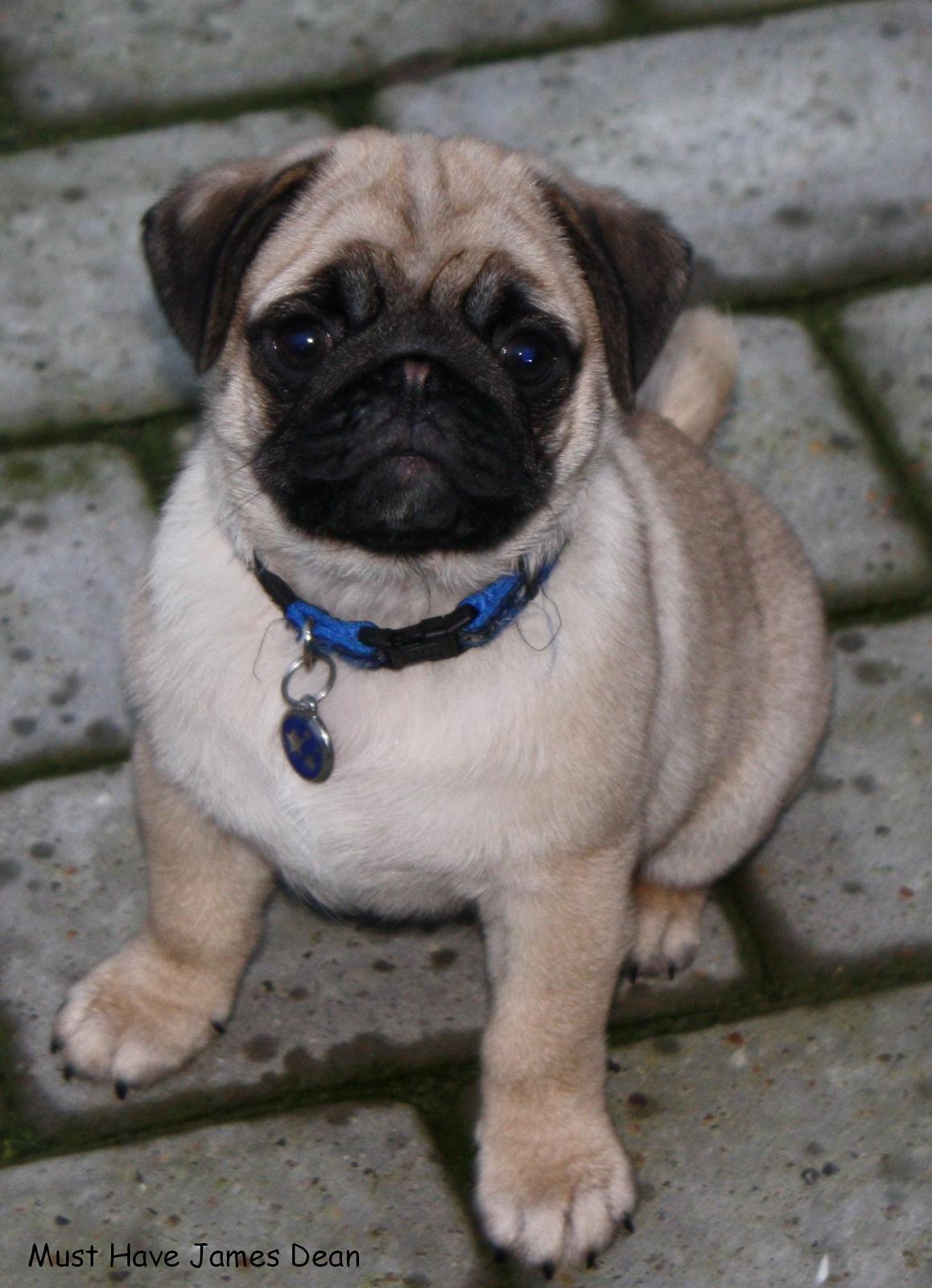 Mops Must Have James Dean - 11 uger billede 1