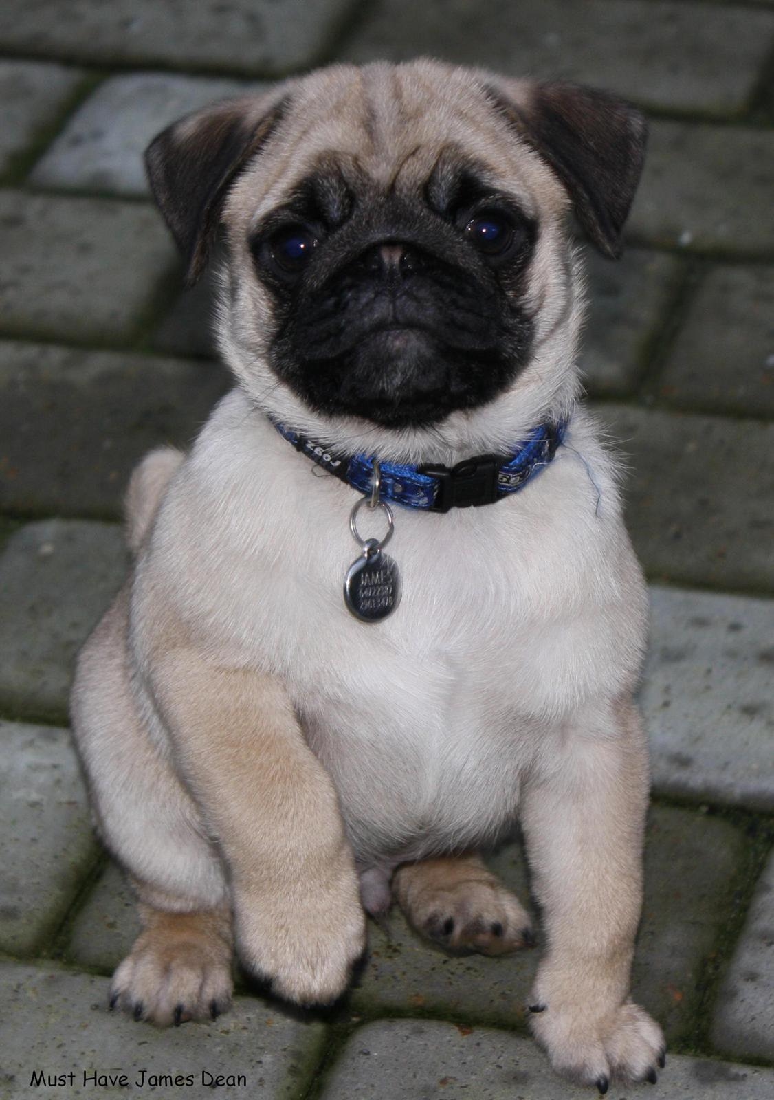 Mops Must Have James Dean billede 2