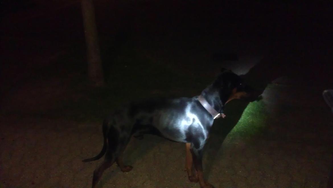 Dobermann Tyson billede 4