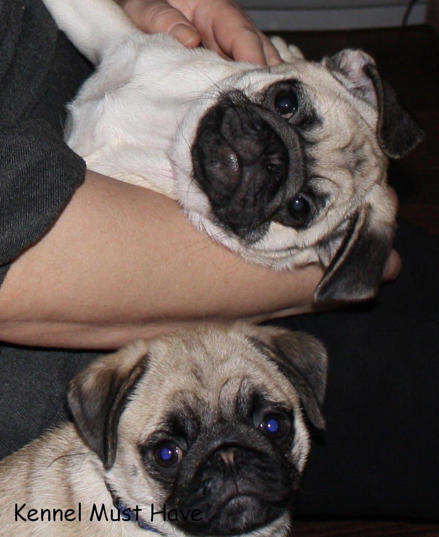 Mops Must Have James Dean - 10 uger billede 3