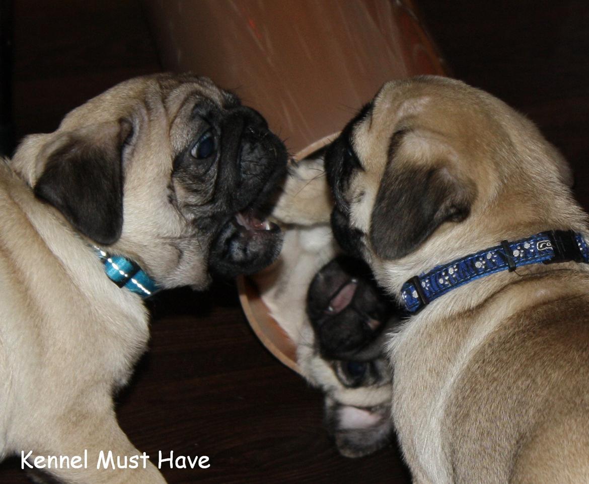 Mops Must Have James Dean billede 4