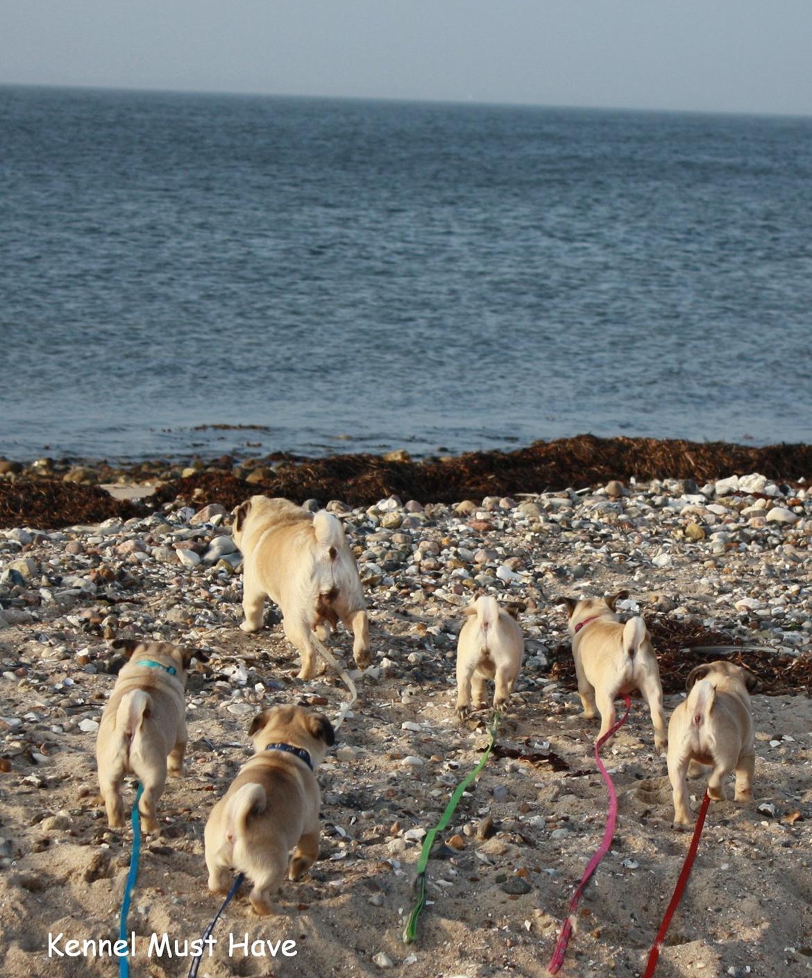 Mops Must Have James Dean - 6 uger billede 5