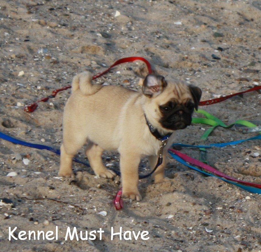 Mops Must Have James Dean billede 6