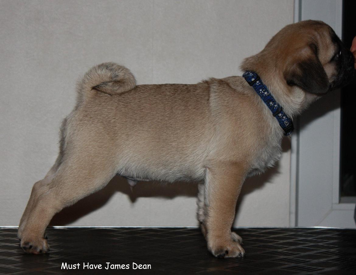 Mops Must Have James Dean billede 7