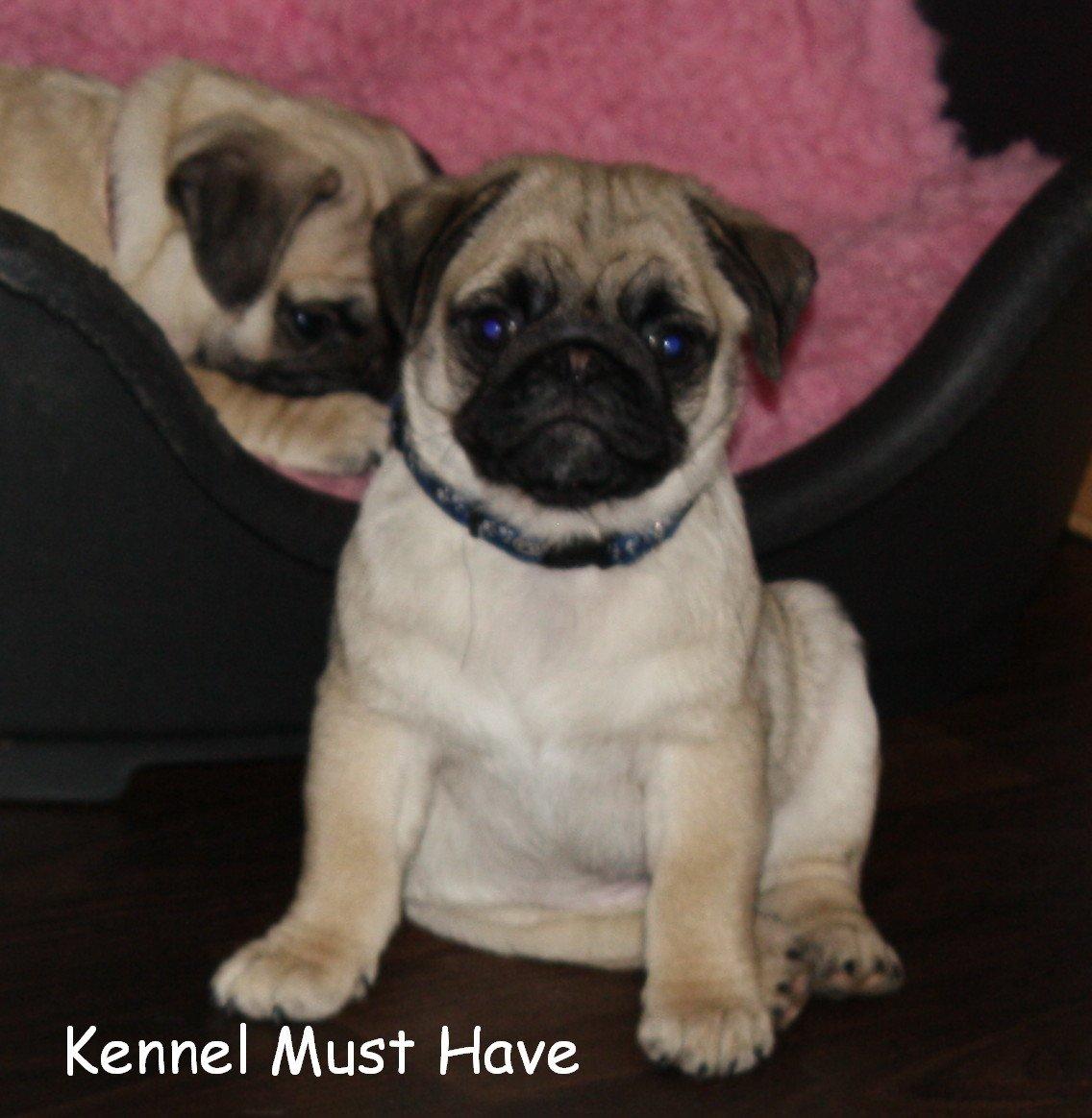 Mops Must Have James Dean billede 8