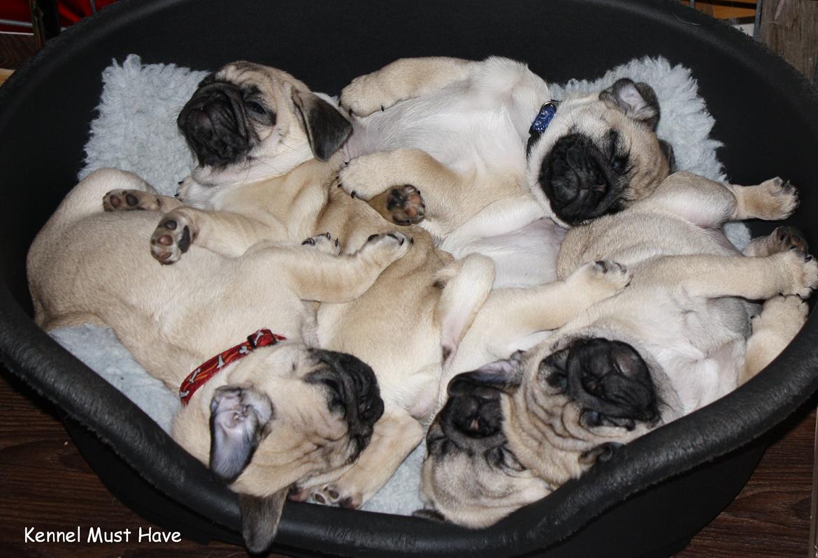 Mops Must Have James Dean billede 9