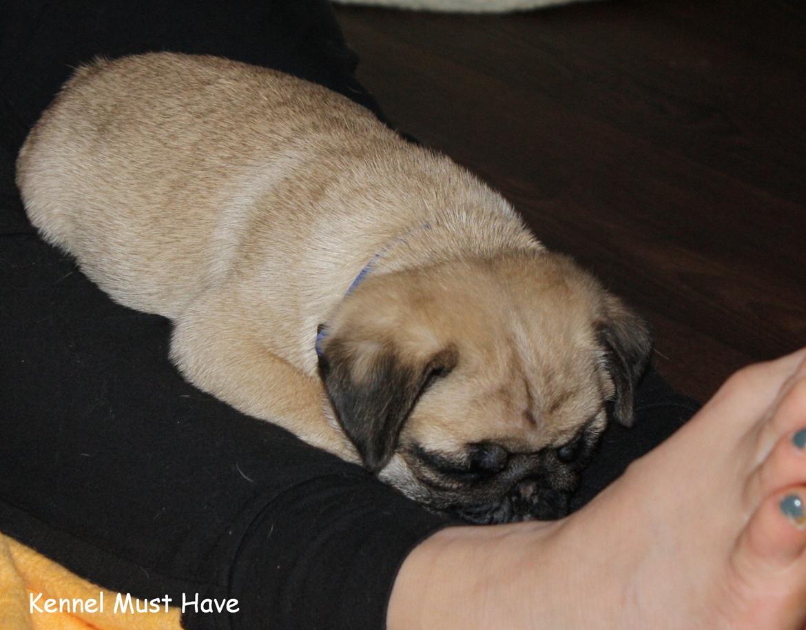 Mops Must Have James Dean billede 10