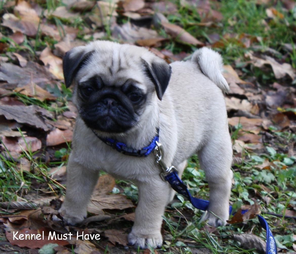 Mops Must Have James Dean - 7 uger billede 11