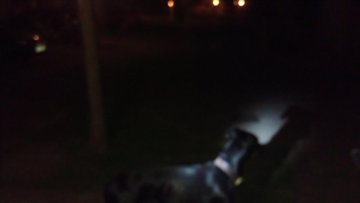 Dobermann Tyson billede 5