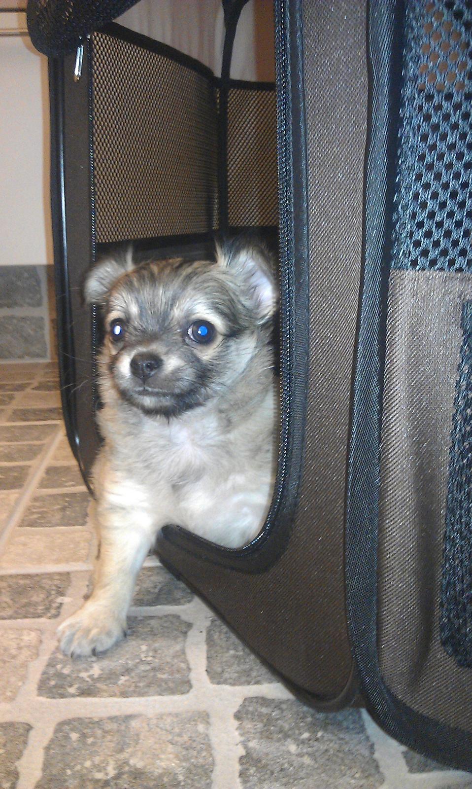 Chihuahua topper billede 7