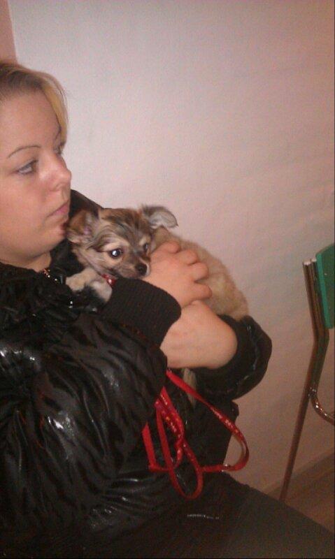 Chihuahua topper billede 8