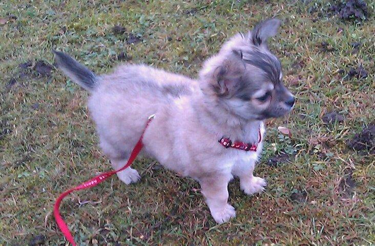 Chihuahua topper billede 9