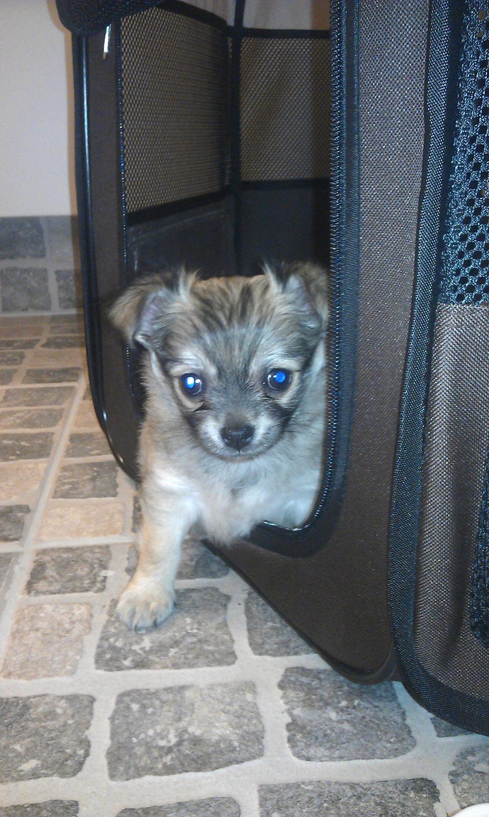 Chihuahua topper billede 10