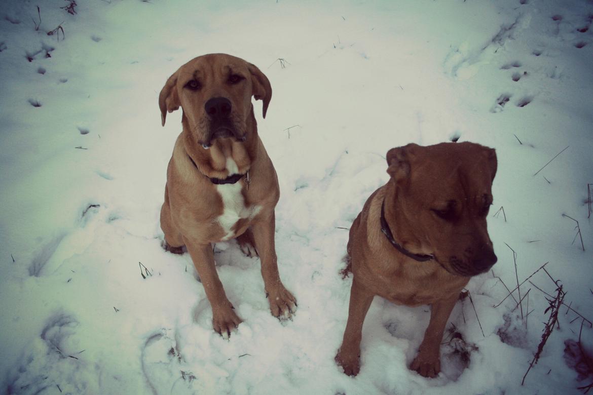 Blanding af racer Boudicca - Mig og moaar :) billede 17