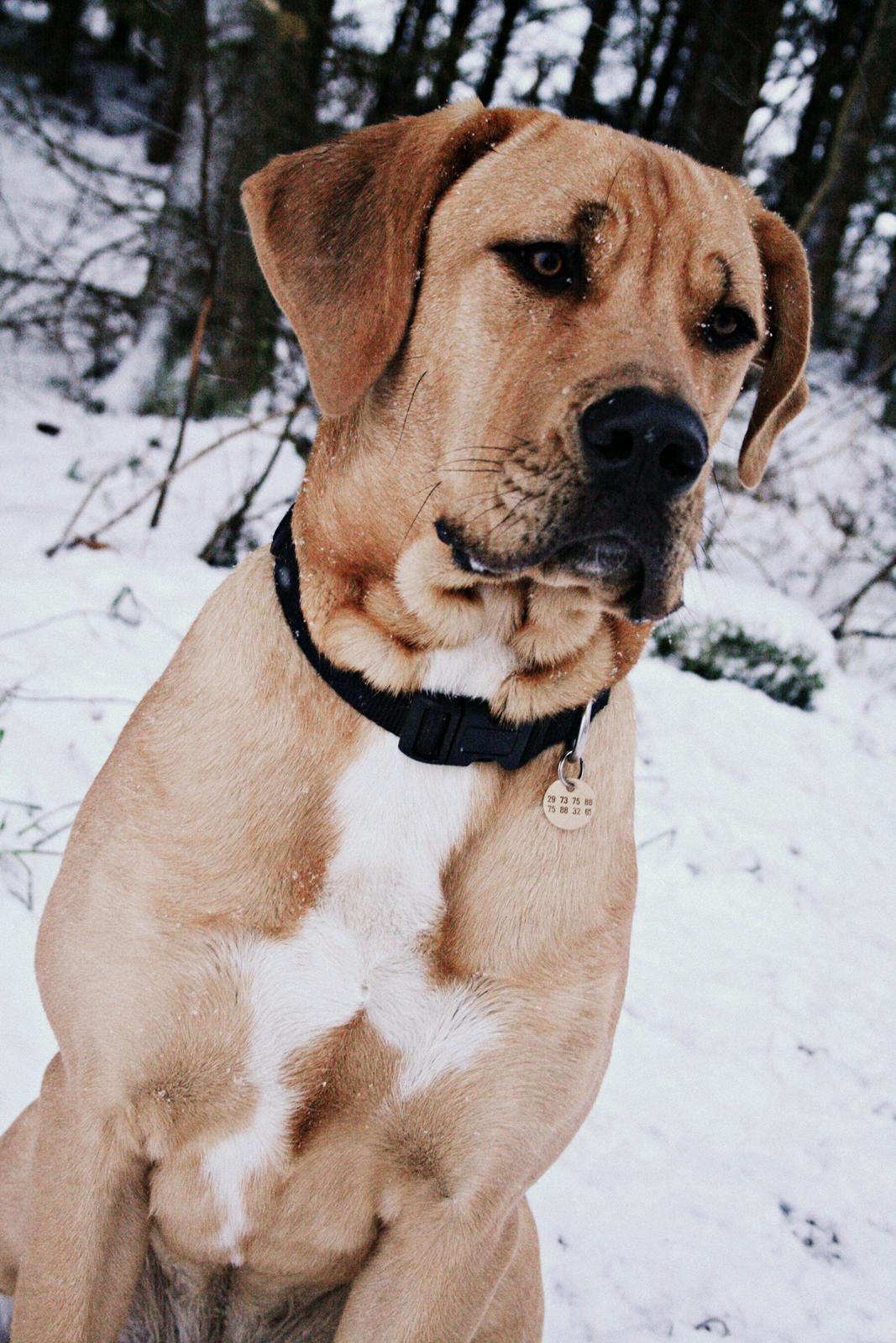 Blanding af racer Boudicca billede 1