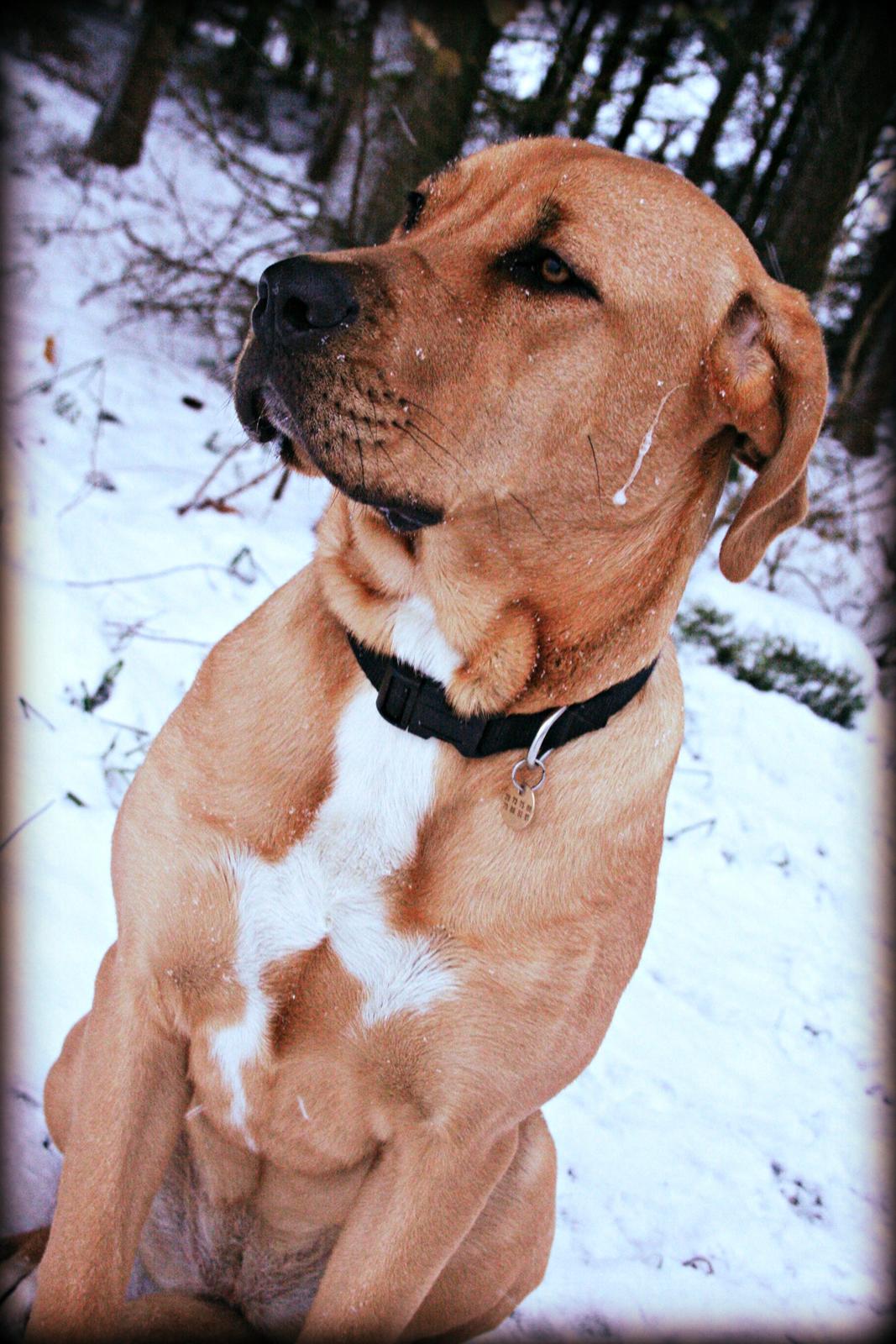 Blanding af racer Boudicca billede 4