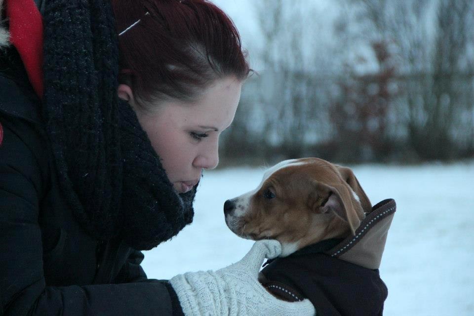 Staffordshire bull terrier Cody - I think dogs are the most amazing creatures; they give unconditional love.  For me they are the role model for being alive - Cody 14 uger  ♥ billede 2