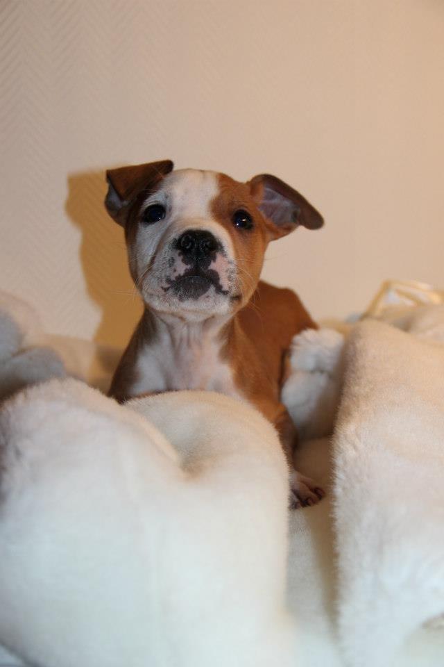 Staffordshire bull terrier Cody - One reason a dog can be such a comfort when you're feeling down is that he doesn't try to find out why - Cody 10 uger  ♥ billede 4