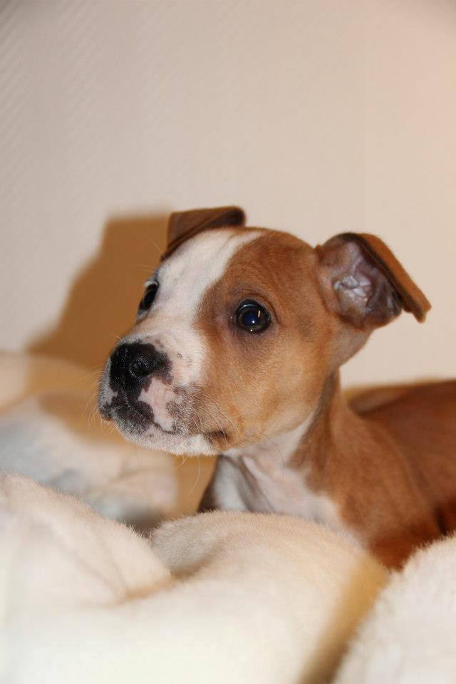 Staffordshire bull terrier Cody - No Matter how little money and how few possessions, you own, having a dog makes you rich - Cody 10 uger ♥ billede 6