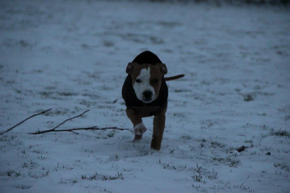 Staffordshire bull terrier Cody - All his life he tried to be a good person. Many times, however, he failed.
For after all, he was only human. He wasn't a dog - Cody 14 uger  ♥ billede 7
