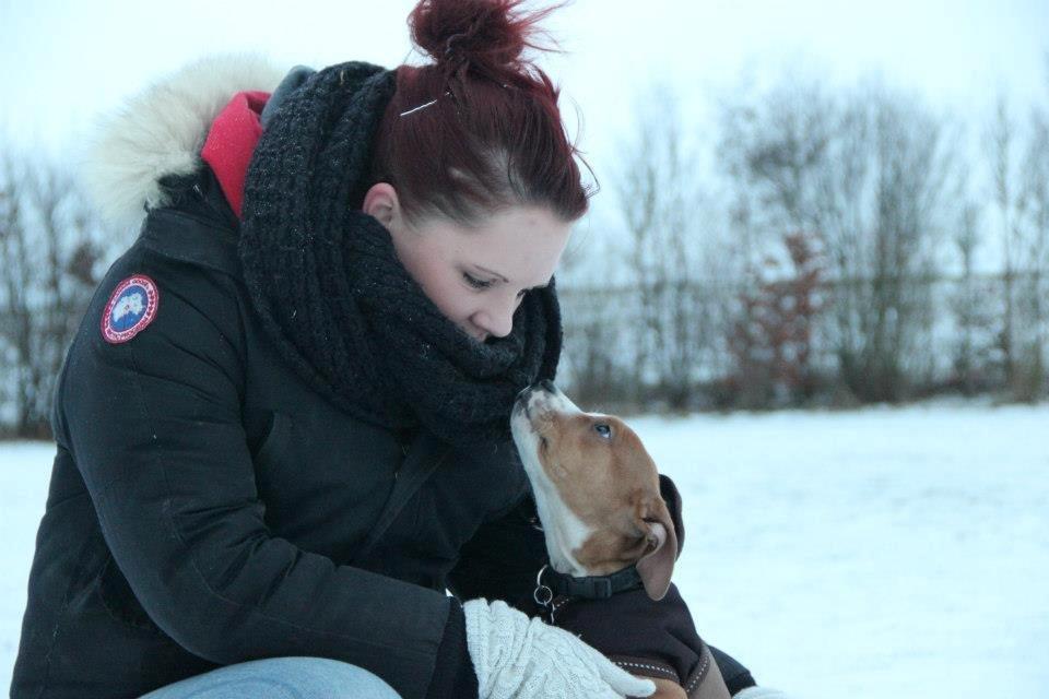 Staffordshire bull terrier Cody - My goal in life is to be as good of a person my dog already thinks I am - Cody 14 uger  ♥ billede 8