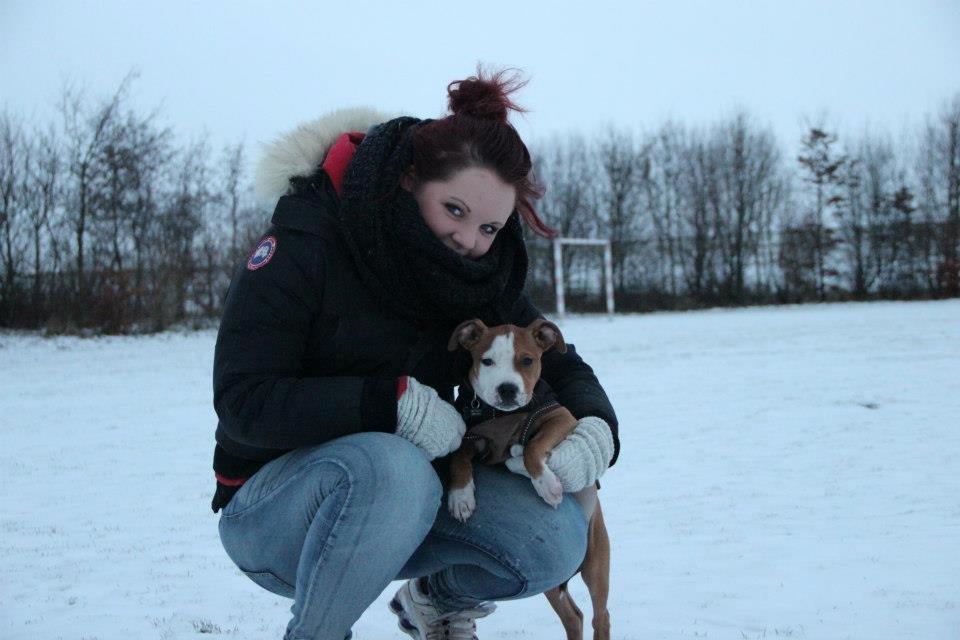 Staffordshire bull terrier Cody - A dog is the only thing on earth that loves you more than he loves himself - Cody 14 uger ♥ billede 5