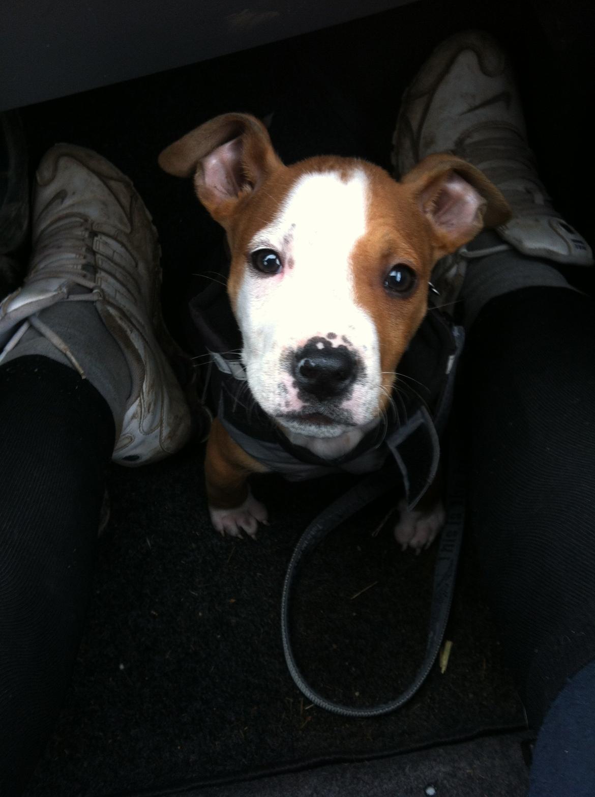 Staffordshire bull terrier Cody - Dogs are miracles with paws  Cody 12 uger ♥ billede 9