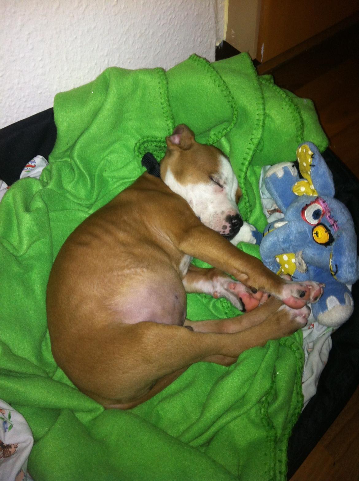 Staffordshire bull terrier Cody - My little dog - a heartbeat at my feet - Cody 9 uger  ♥ billede 13