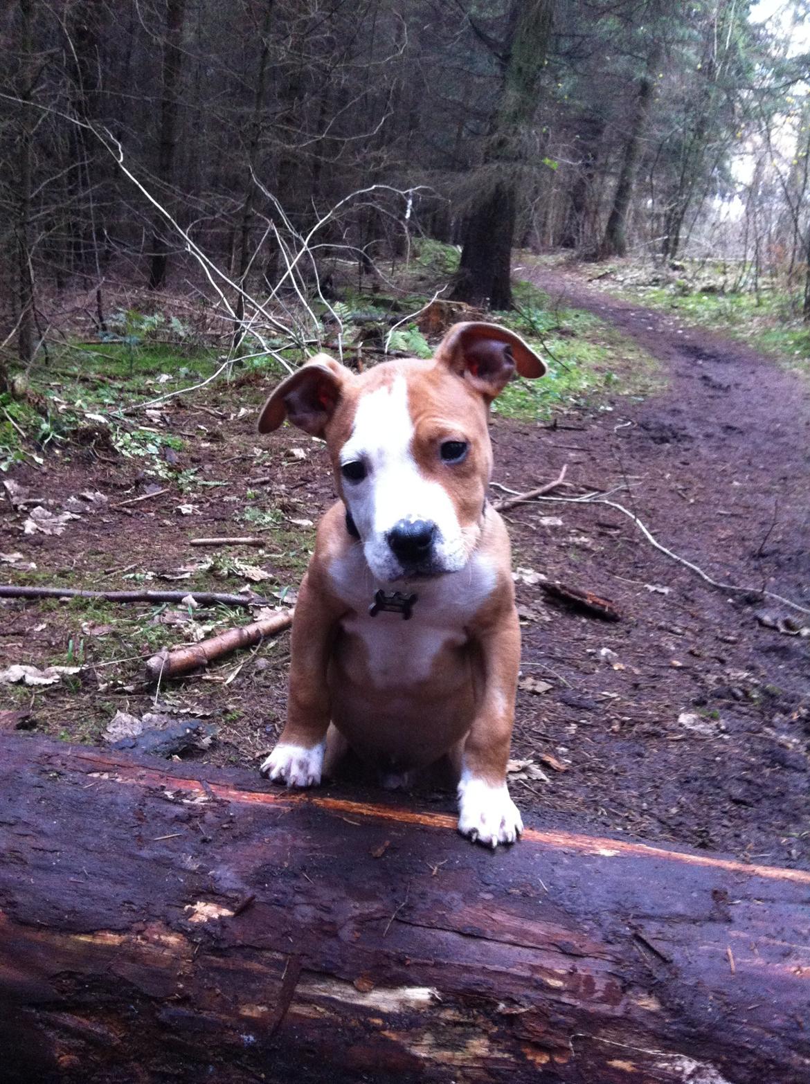 Staffordshire bull terrier Cody - "If there are no dogs in Heaven, then when I die I want to go where they went - Cody 11 uger  ♥ billede 3