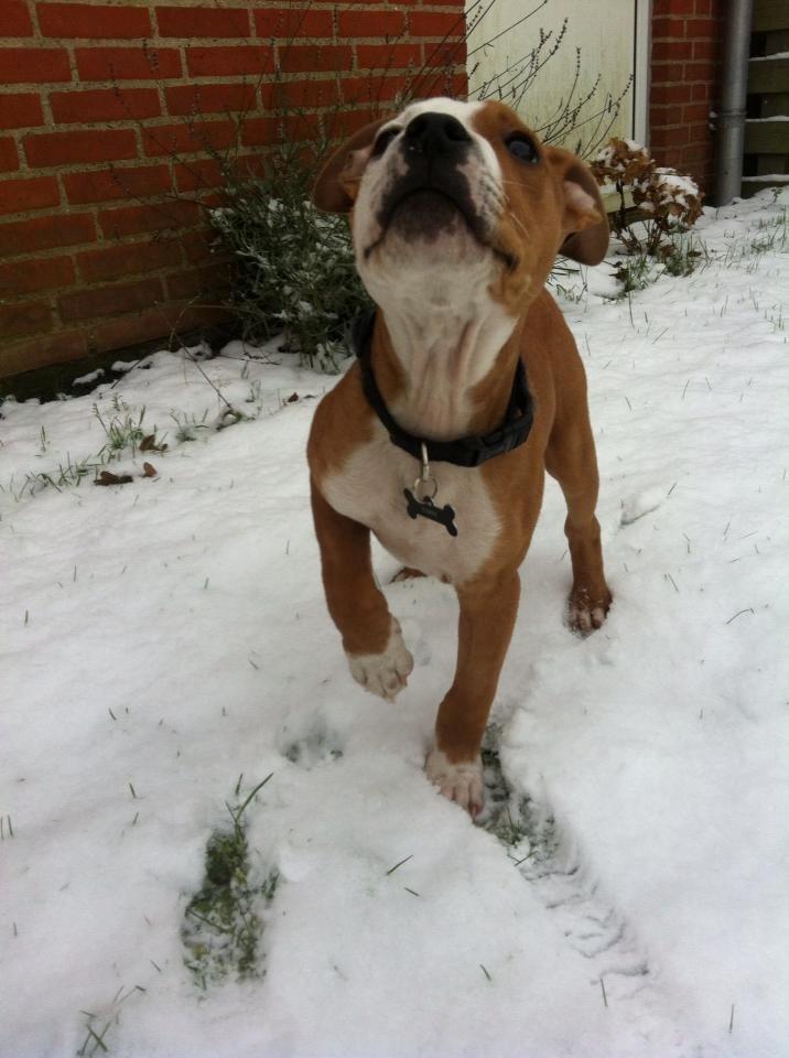 Staffordshire bull terrier Cody - Everything I know, I learned from my dogs - Cody 13 uger ♥
 billede 10