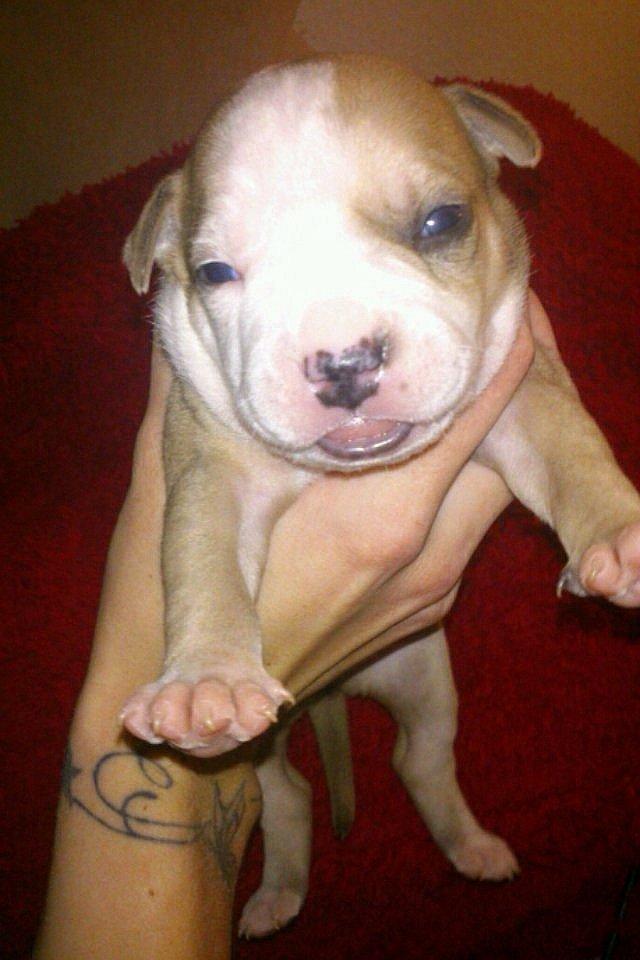 Staffordshire bull terrier Cody - Cody som helt lille baby :o)  billede 11