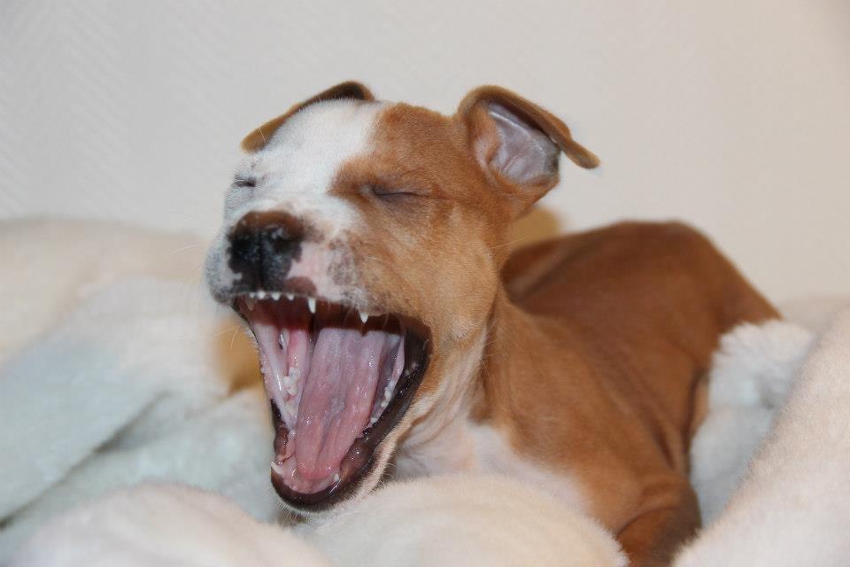 Staffordshire bull terrier Cody - The greatest pleasure of a dog is that you may make a fool of yourself with him, and not only will he not scold you, but he will make a fool of himself, too - Cody 10 uger ♥ billede 12