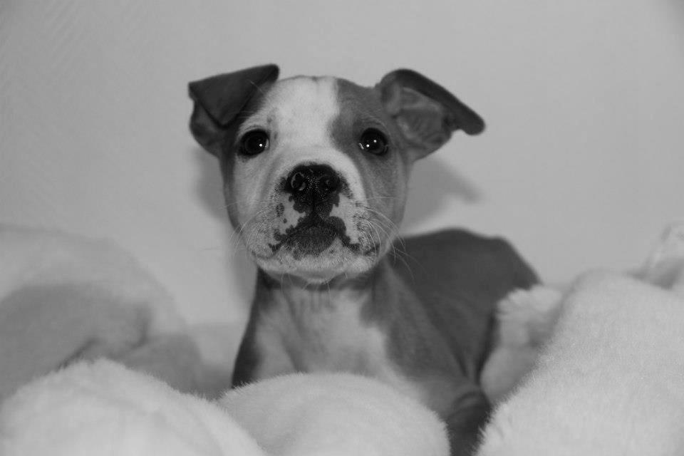 Staffordshire bull terrier Cody - Dogs laugh, but they laugh with their tails - Cody 10 uger  ♥ billede 14