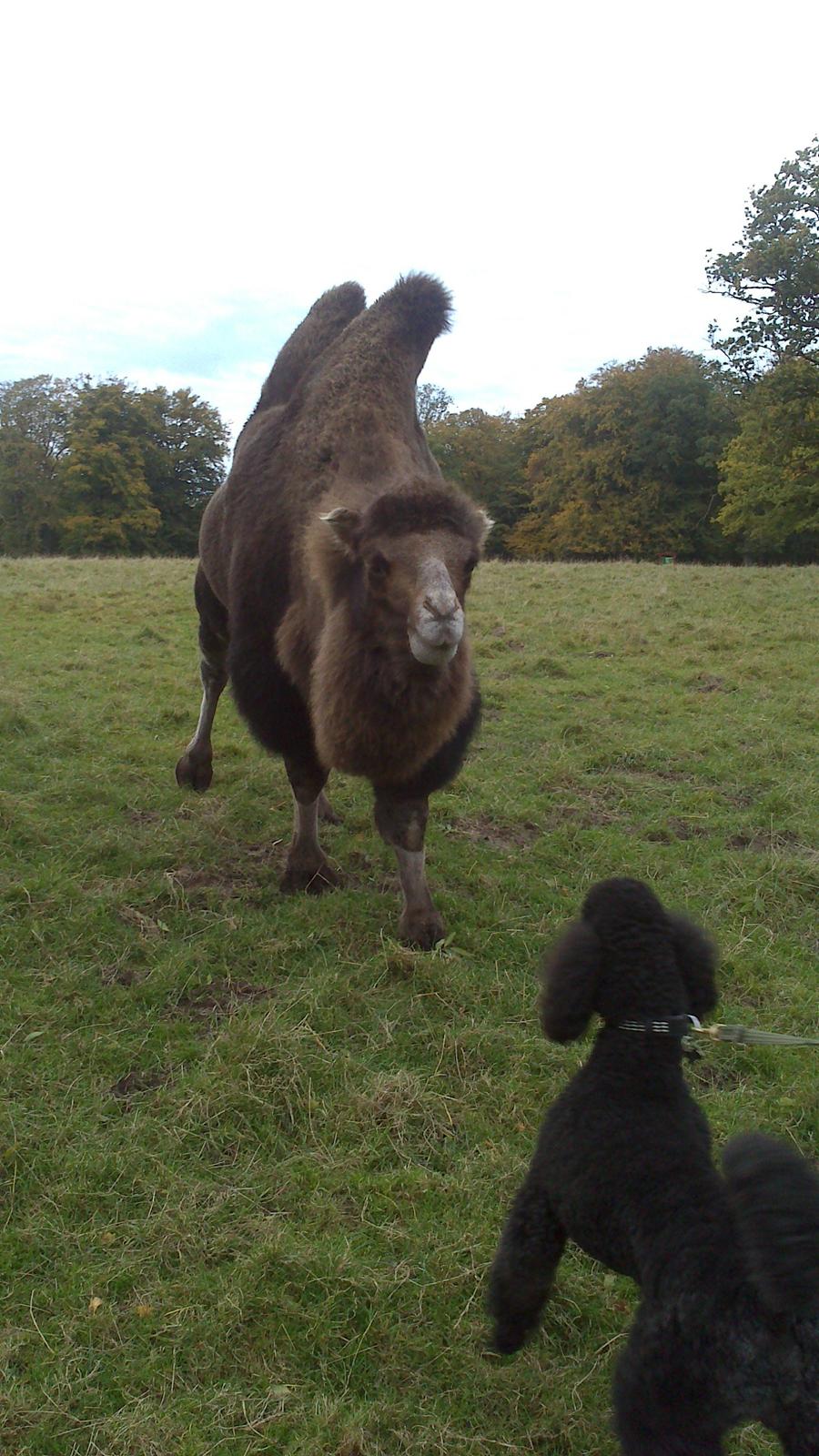 Storpuddel Be-Diva Balder The Kind God:* - Ikke alle kan lide ham :/ billede 14