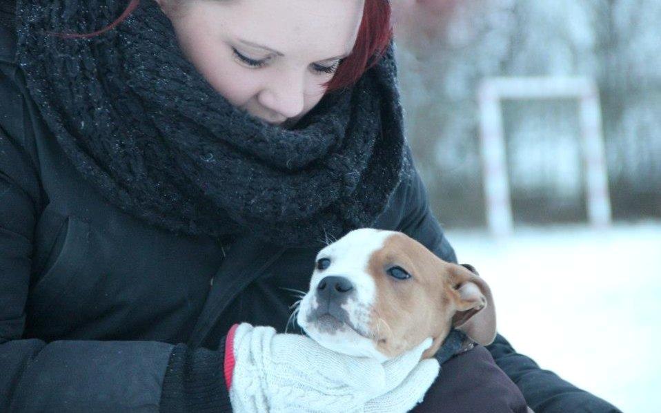 Staffordshire bull terrier Cody - Dogs are not our whole life, but they make our lives whole - Cody 14 uger ♥ billede 15