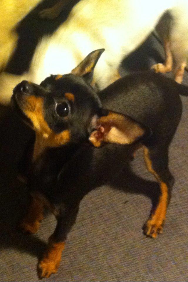 Blanding af racer Prazsky Krysarik / Chihuahua - CARLOIOS billede 2