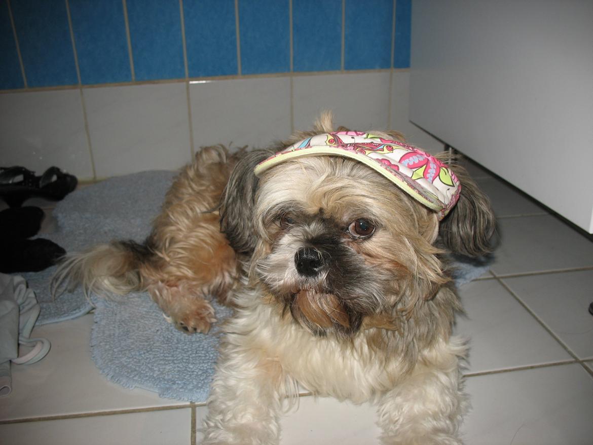 Shih tzu Gizmo - 3 år gammel billede 4