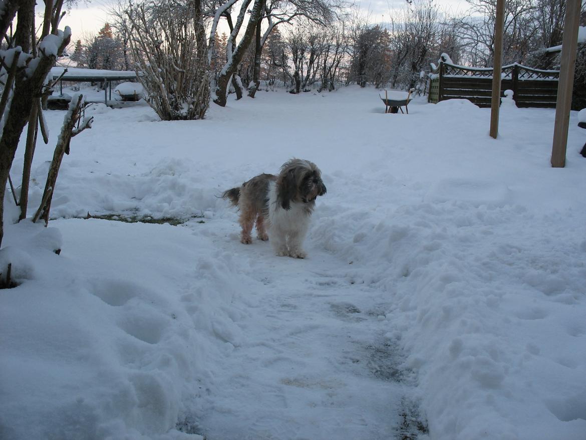 Shih tzu Gizmo - 3 år gammel billede 5