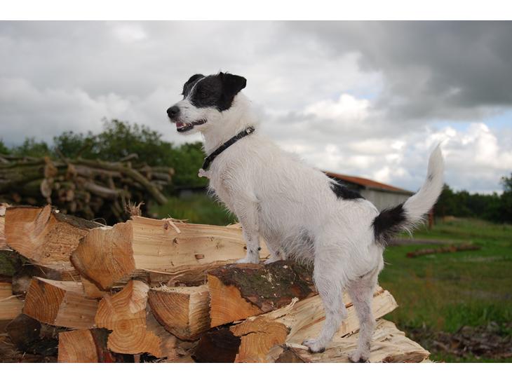 {{currentPhoto.altText}} billede {{currentPhoto.number}}