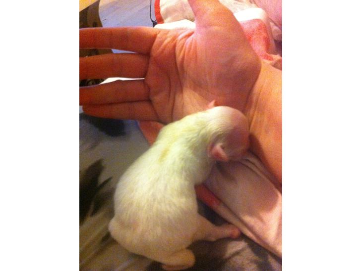 Chihuahua Gizmo - Lige blevet født og vasket af min hundemor :-) billede 1