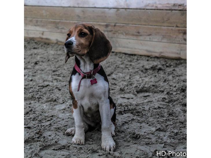 Beagle Thilde billede 1