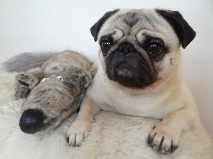 {{currentPhoto.altText}} billede {{currentPhoto.number}}