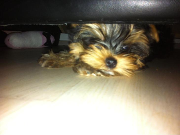 {{currentPhoto.altText}} billede {{currentPhoto.number}}